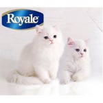0803-royale