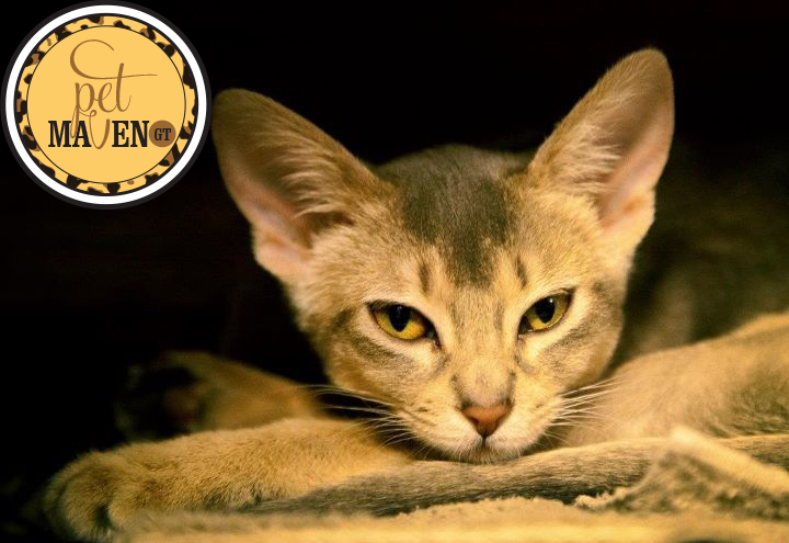 Giant Tiger Facebook Contest