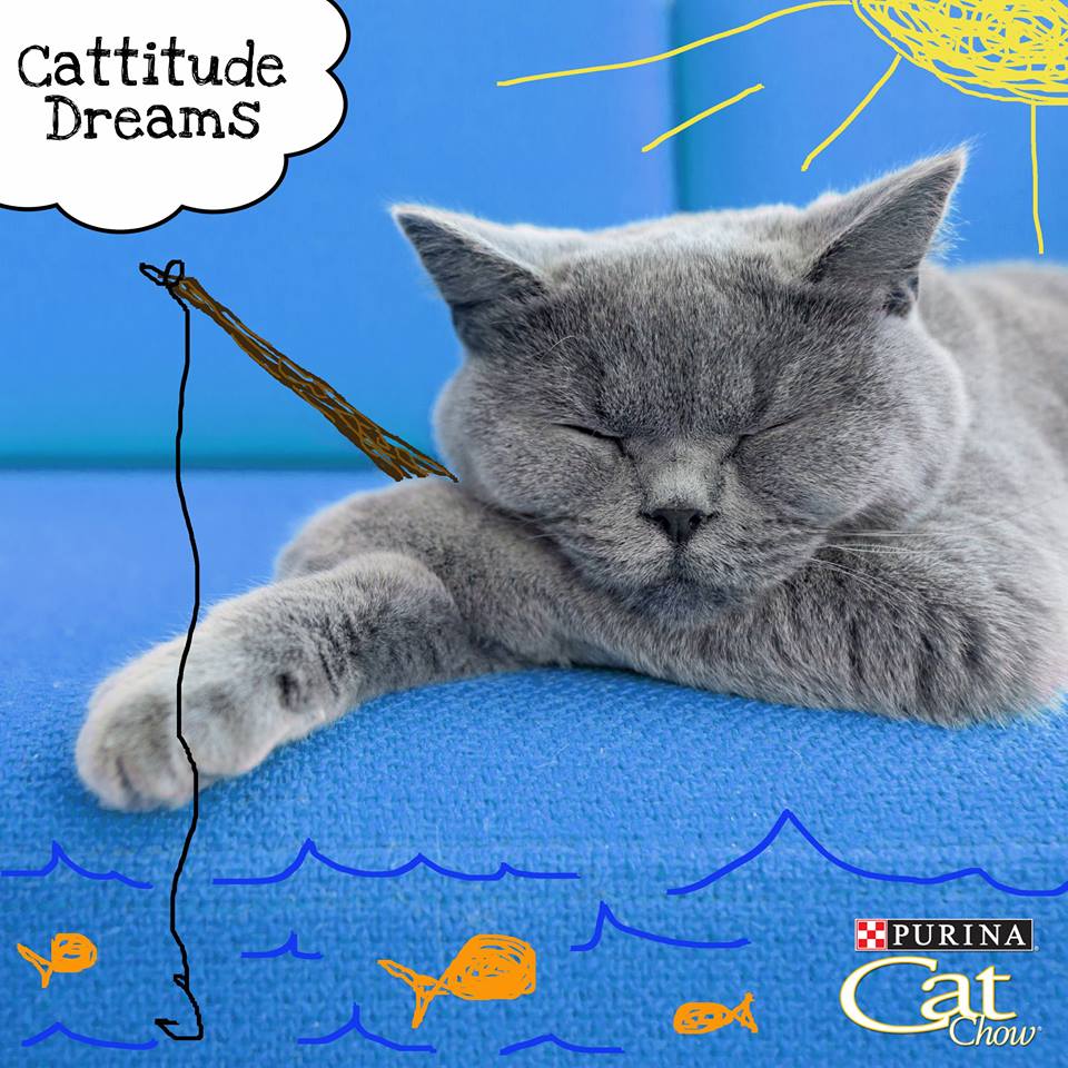 Purina Cattitude Dreams Contest