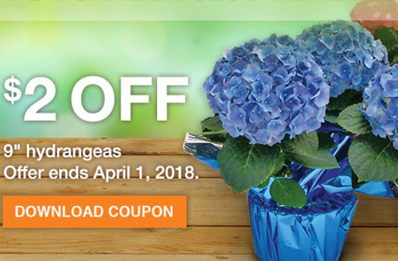 Home Depot Hydrangeas Coupon — Deals from SaveaLoonie!