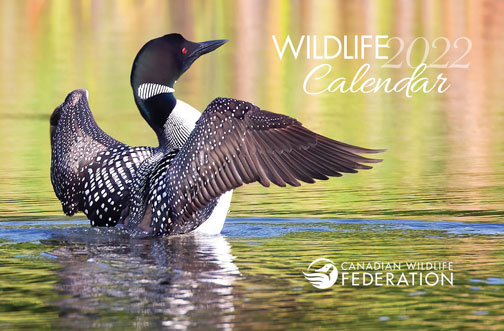 free wildlife calendar