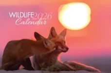 Free Canadian Wildlife Federation Calendar 2026