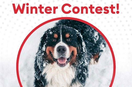 PetSmart Contest Canada | Winter Contest