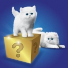 *Announcement* Royale Kittens Contest Coming!