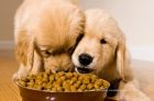 Home Tester Club – Dog Food