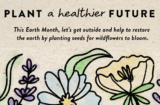 Free Wildflower Seed Packs