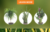 Home Depot – Tropical Plants Coupon