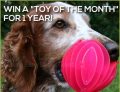 BarkMarket – Win Free Toys For a Year
