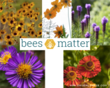 Free Bees Matter Flower Seed Packs