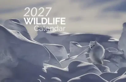 Free Canadian Wildlife Federation Calendar 2027