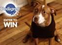 Pedigree Fall Into Our Cozy Contest
