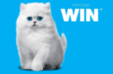 Royale Kittens Plush Kittens Contest