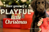 Pet Valu Christmas Wishlist Contest